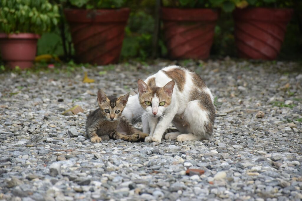 wie ein harmonisches Zusammenleben zwischen Katze und Baby gefördert werden kann.