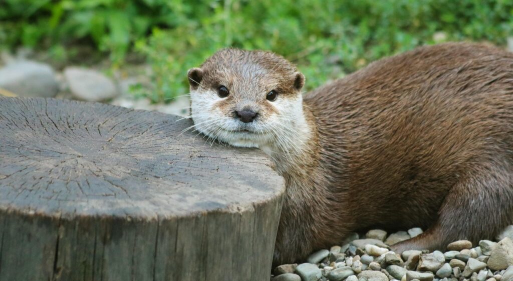 Die Otter Jagd in Bayern bleibt umstritten. Während die Regierung wirtschaftliche Schäden begrenzen will, setzen Umweltschützer auf alternative Lösungen.