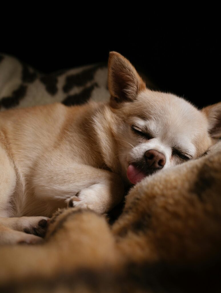 Was, wenn man nach einem pflegeleichten Haustier sucht, das auch kuscheln möchte? Diese Tiere sind besonders gut geeignet.