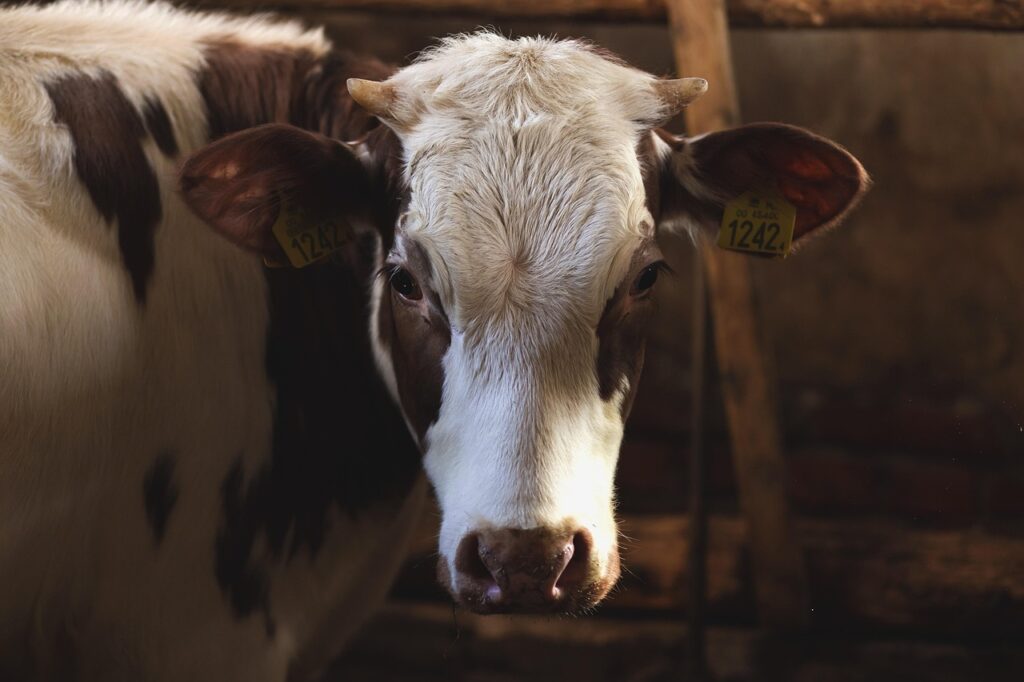 Versteckte Kameras decken Tierquälerei in Milchbetrieb in der Uckermark auf – ANINOVA erhebt schwere Vorwürfe und fordert Konsequenzen.