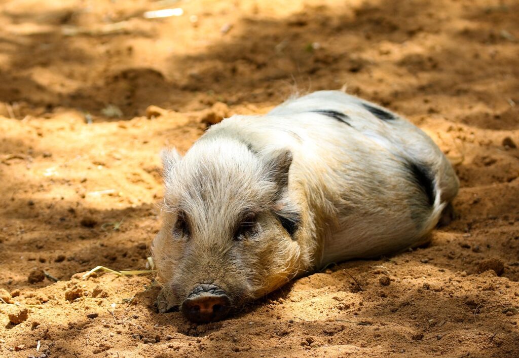 Was, wenn man nach einem pflegeleichten Haustier sucht, das auch kuscheln möchte? Diese Tiere sind besonders gut geeignet.