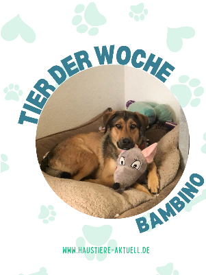 Bamb