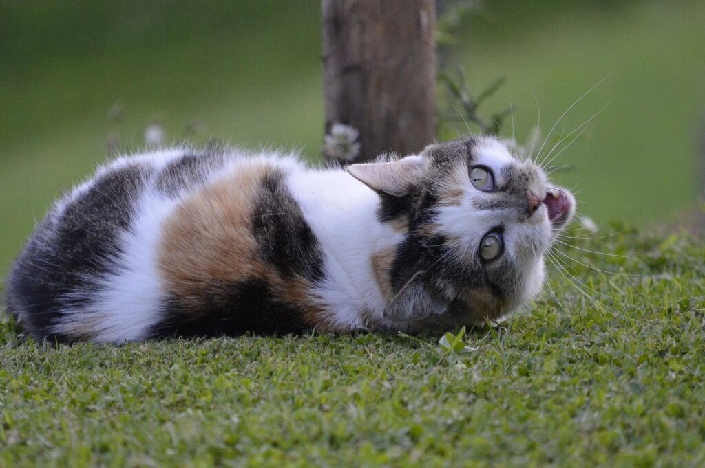 Die Frage „Warum beißt mich meine Katze?“ ist vielschichtig. Katzen nutzen ihre Zähne nicht nur zur Jagd, sondern auch zur Kommunikation.