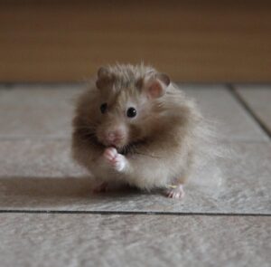 Teddyhamster