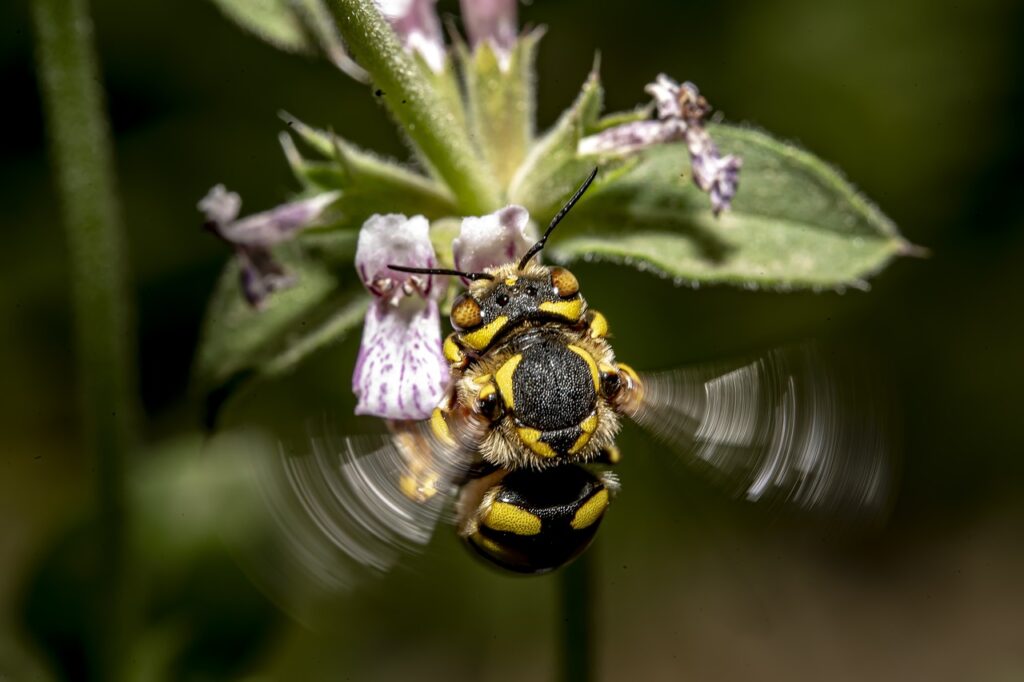 Ein Insektenstich beim Hund kann gefährlich sein – erfahre, wie du Symptome erkennst, Risiken vermeidest und im Notfall richtig handelst.