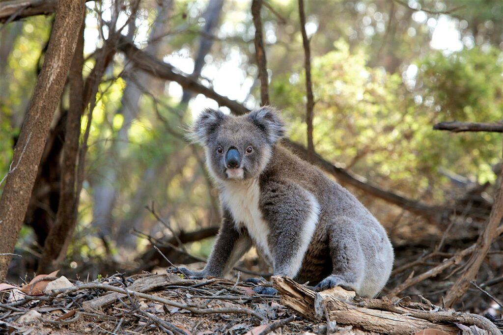 Im Budj-Bim-Nationalpark wurden 700 Koalas getötet – eine Entscheidung, die international für Kritik sorgt und ethische Fragen zu Tierschutz und Krisenmanagement aufwirft.