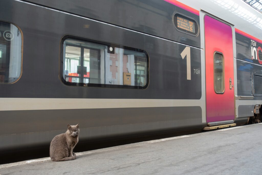 Zugreisen mit Katze: Die besten Tipps zu Vorbereitung, Transportbox, Verhalten, Bahnregeln, Fütterung und Toilette – für eine stressfreie Fahrt mit deiner Katze.