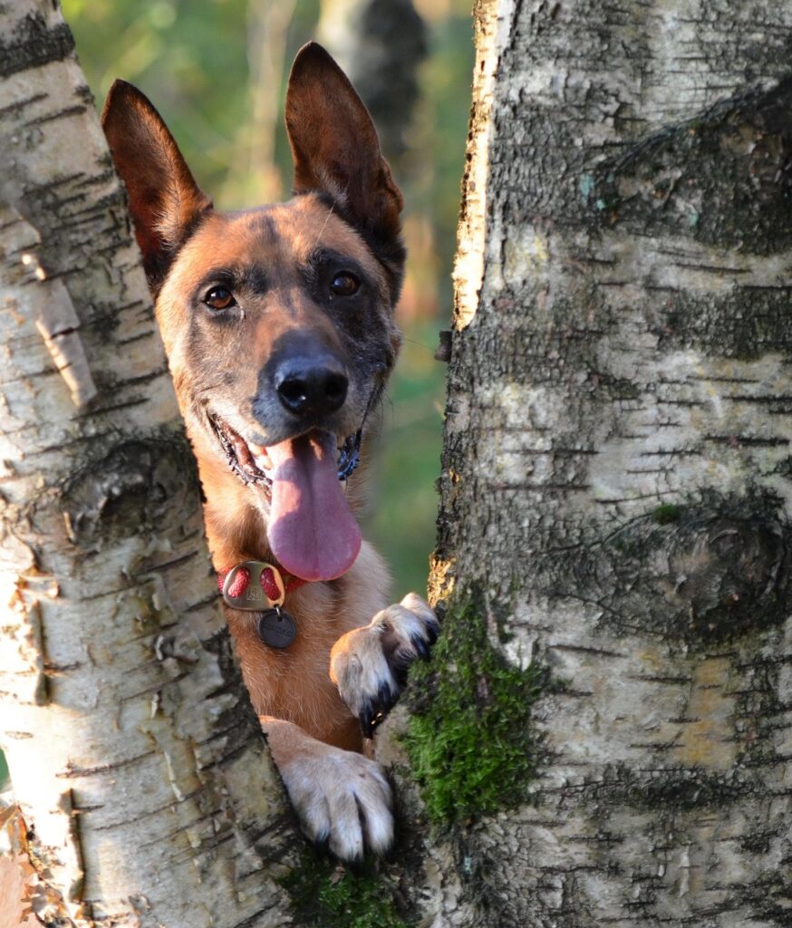 Im kolumbianischen Regenwald überlebten vier Kinder nach einem Flugzeugabsturz. Hund Wilson führte die Suchtrupps zur entscheidenden Spur.