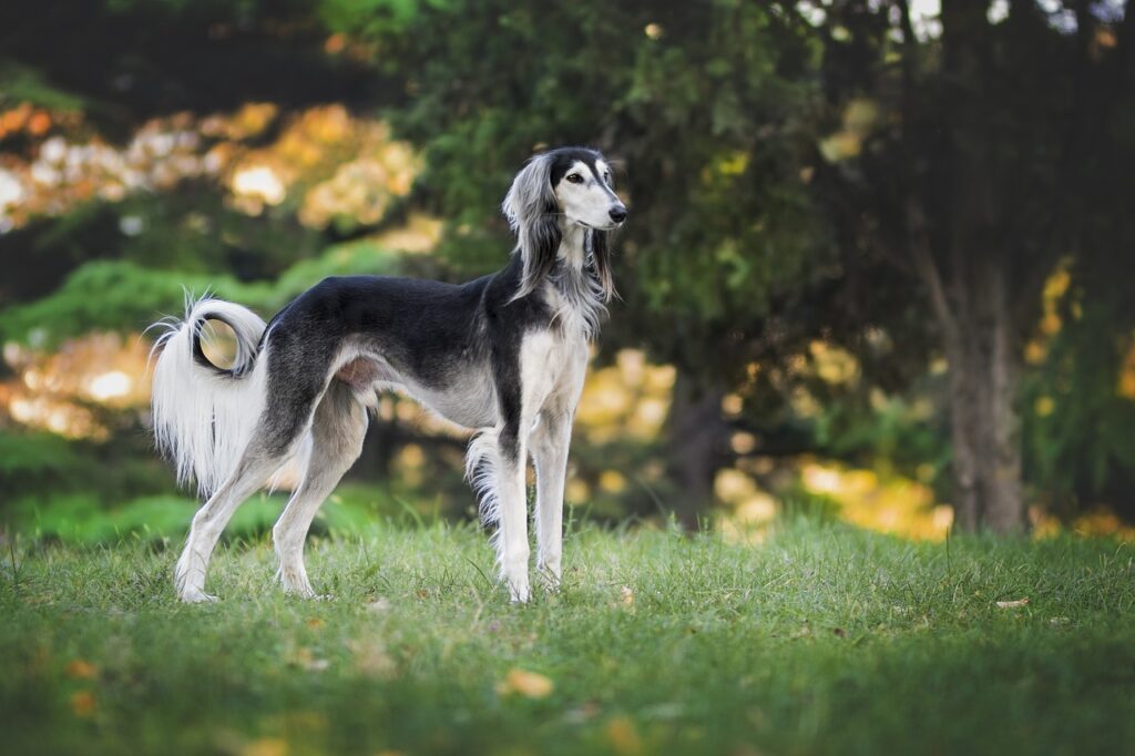 Entdecke jetzt, wie du deinen Hund bei Hitze schützen kannst – mit einfachen Tipps, kühlen Rückzugsorten und sicheren Gassi-Routinen.