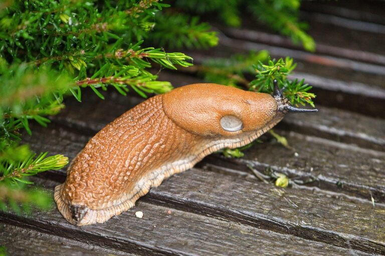 Viele Hobbygärtner greifen zu chemischen Mitteln, doch es gibt auch natürliche Mittel gegen Schnecken, die effektiv sind.