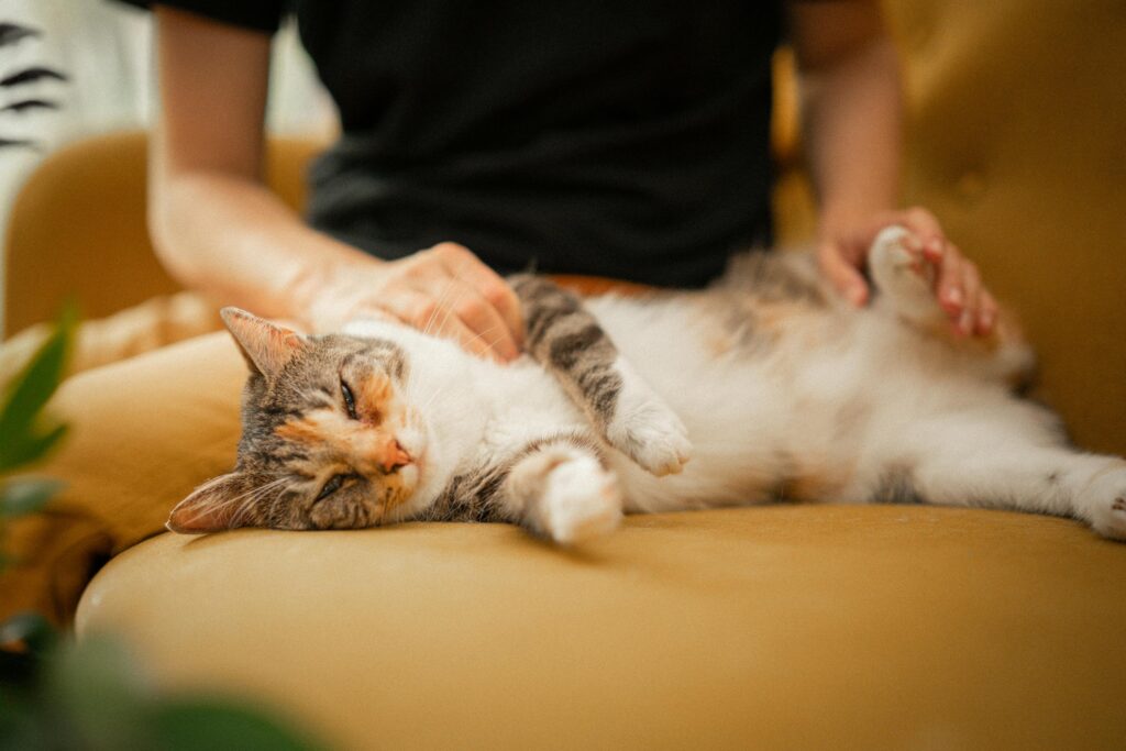 Was, wenn man nach einem pflegeleichten Haustier sucht, das auch kuscheln möchte? Diese Tiere sind besonders gut geeignet.