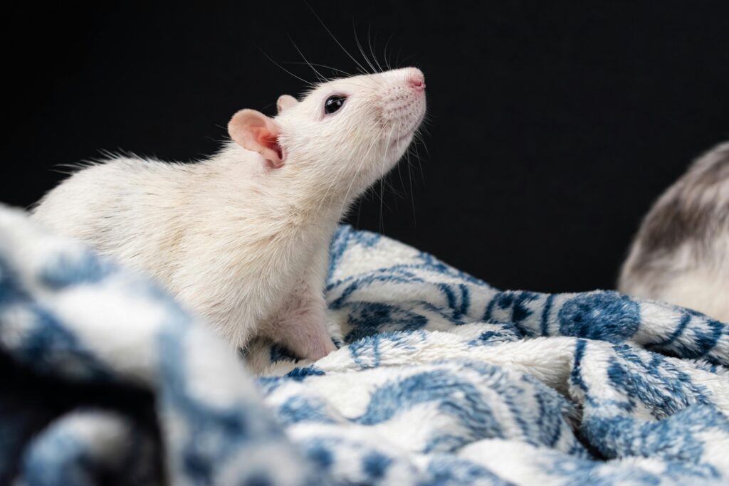 Was, wenn man nach einem pflegeleichten Haustier sucht, das auch kuscheln möchte? Diese Tiere sind besonders gut geeignet.