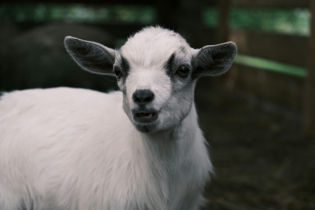 Was, wenn man nach einem pflegeleichten Haustier sucht, das auch kuscheln möchte? Diese Tiere sind besonders gut geeignet.