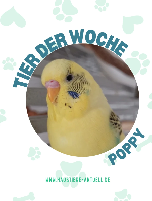 Poppy