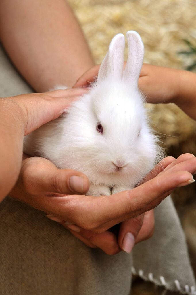 Was, wenn man nach einem pflegeleichten Haustier sucht, das auch kuscheln möchte? Diese Tiere sind besonders gut geeignet.