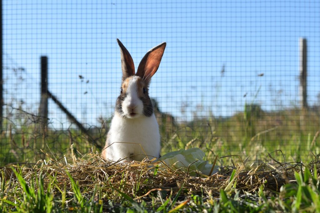 Ein Kaninchengehege im Garten bietet viel Lebensqualität für deine Tiere – erfahre, worauf du beim Standort, Bau und Schutz achten solltest.