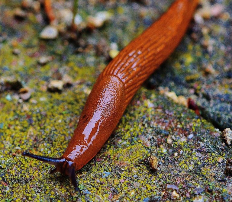 Nacktschnecken sind komplexe Tiere mit faszinierenden Eigenschaften – und sie werfen eine wichtige Frage auf: Sind Nacktschnecken giftig?