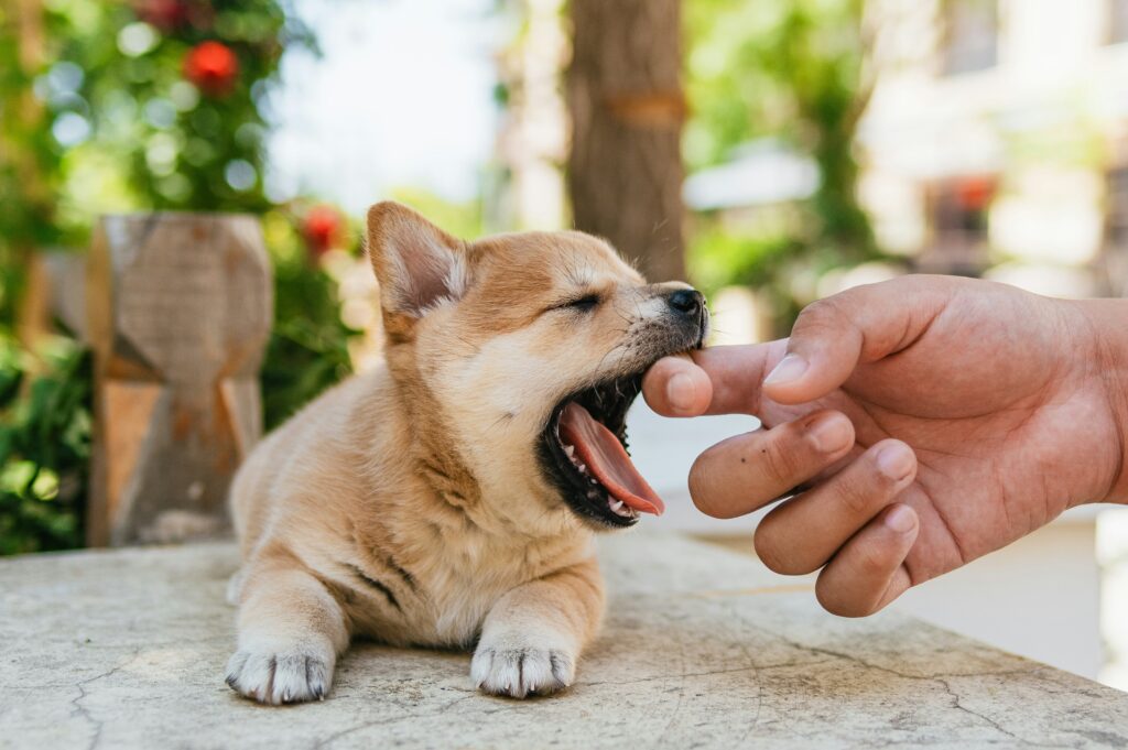 Wenn ein Hund plötzlich zuschnappt, fragen sich Menschen oft: Warum schnappt der Hund nach mir? Habe ich etwas falsch gemacht?