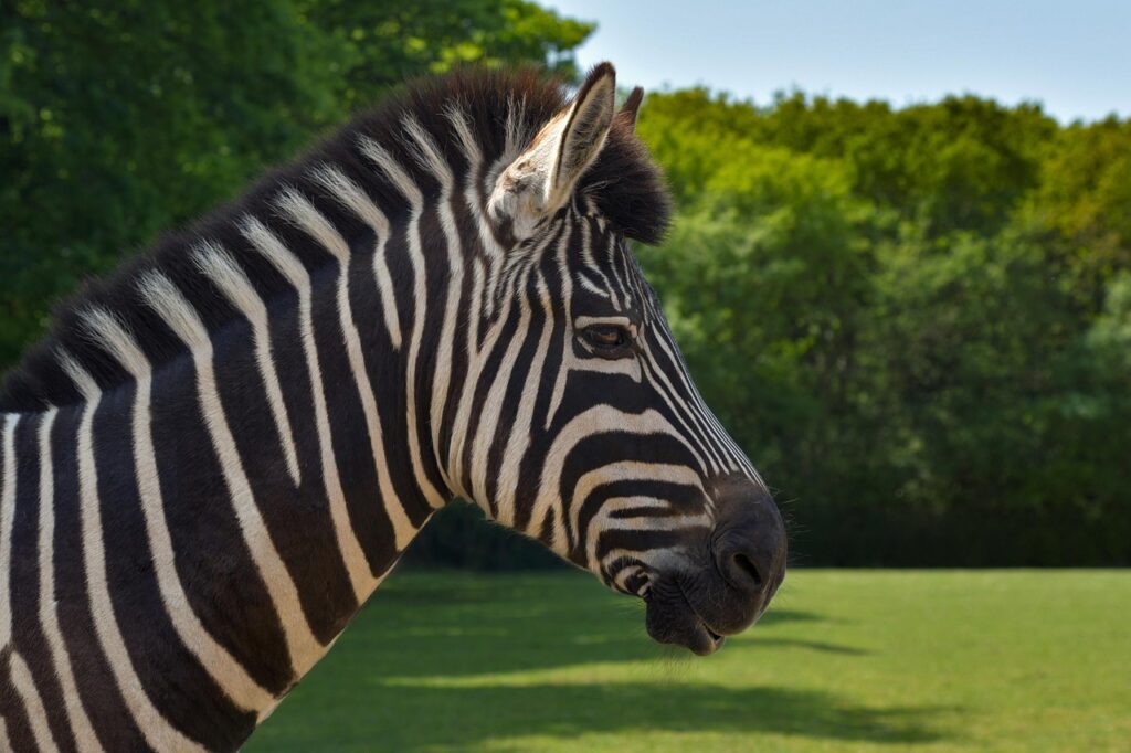 Illegaler Tiertransport an der Grenze zu den Niederlanden aufgedeckt: Der Transporter führte Zebras, Affen und andere Tiere ungesichert mit.