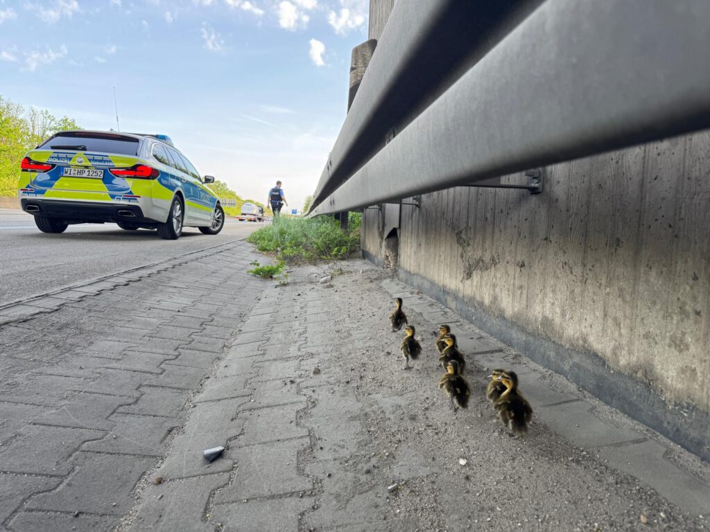 Polizei rettet Entenküken auf der A 5: Dieses Bild dokumentiert den kuriosen Einsatz, der die Autobahnpolizei am 02.05. beschäftigte.
