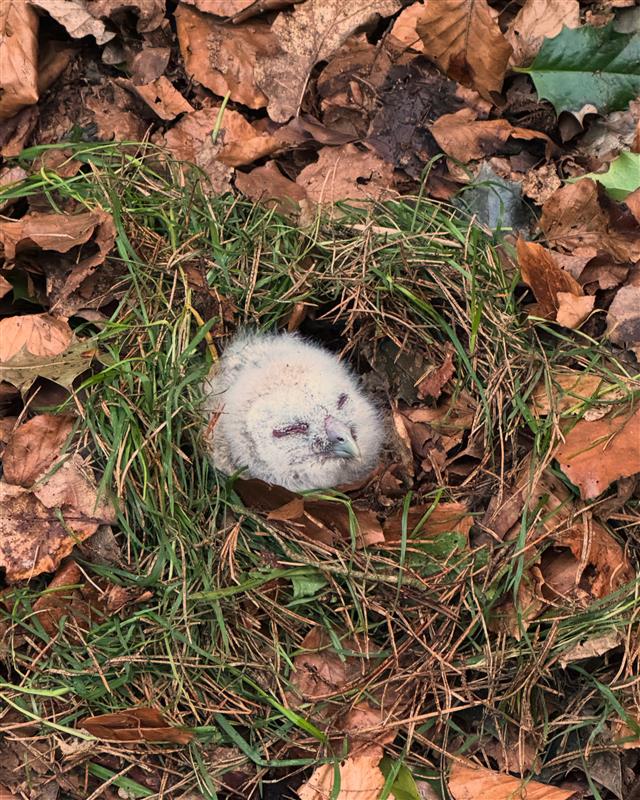 Vogelbaby gefunden