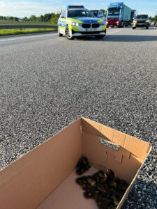 Polizei rettet Entenküken auf der Autobahn A 67 in Südhessen: Die Mutterente verstarb in einem Autounfall und ließ 10 Küken zurück.