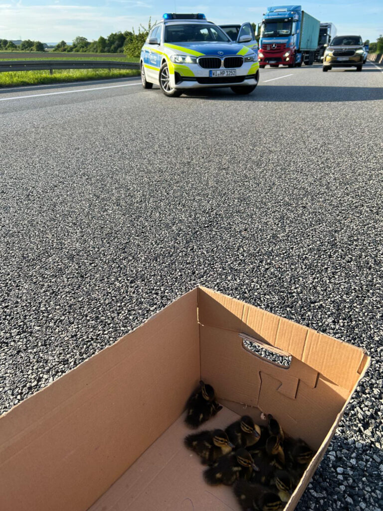 Polizei rettet Entenküken auf der Autobahn A 67 in Südhessen: Die Mutterente verstarb in einem Autounfall und ließ 10 Küken zurück.