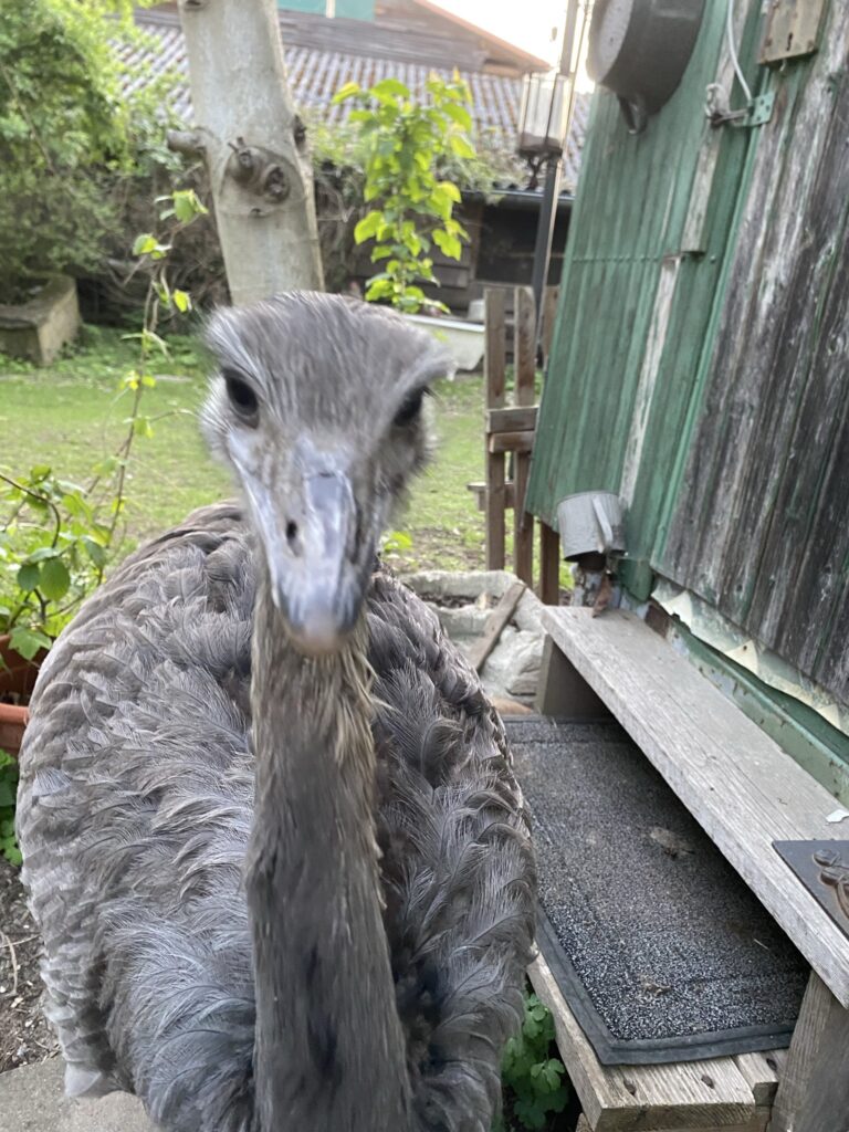 Ein Nandu in Heiningen ist entlaufen – Polizei warnt vor Annäherung und bittet um Hinweise zur Lokalisierung des flinken Laufvogels.