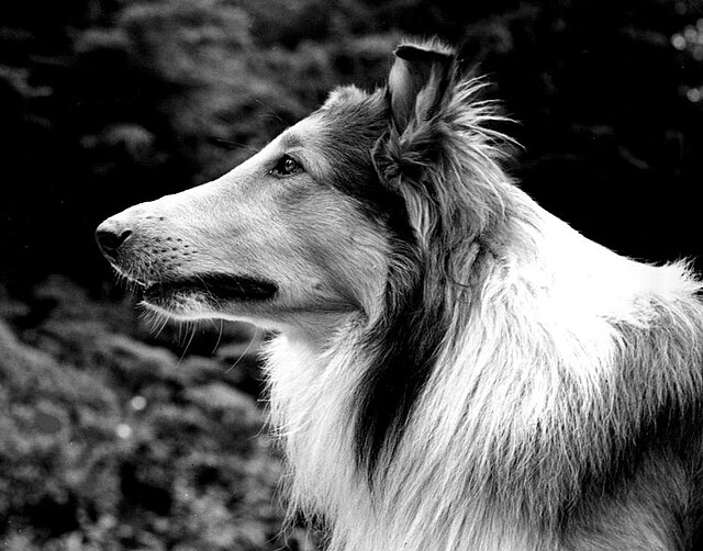 Die Geschichte von Lassie wurde durch ein Buch berühmt, doch erst die Filme machten sie weltweit zu einem Star.