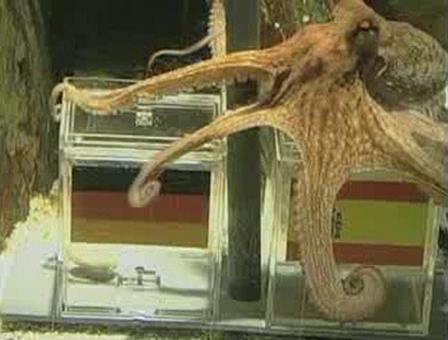 Orakel Paul – ein Gewöhnlicher Oktopus im Sea Life Aquarium Oberhausen – wurde im Sommer 2010 weltberühmt als „Fußball-Orakel“