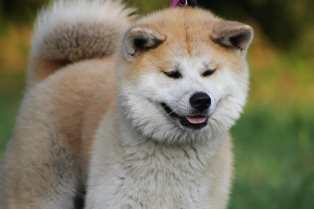 Der Akita Inu (oft nur Akita genannt) ist eine große, kräftige Hunderasse aus Japan. In seiner Heimat gilt er als nationales Naturdenkmal.