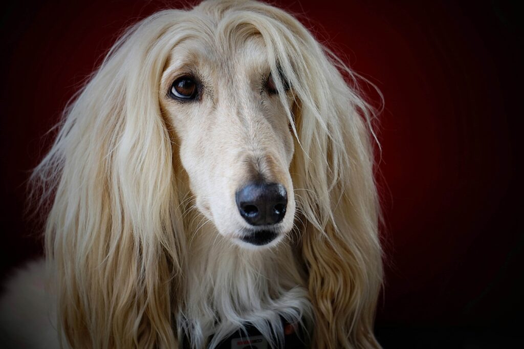 Afghanischer Windhund