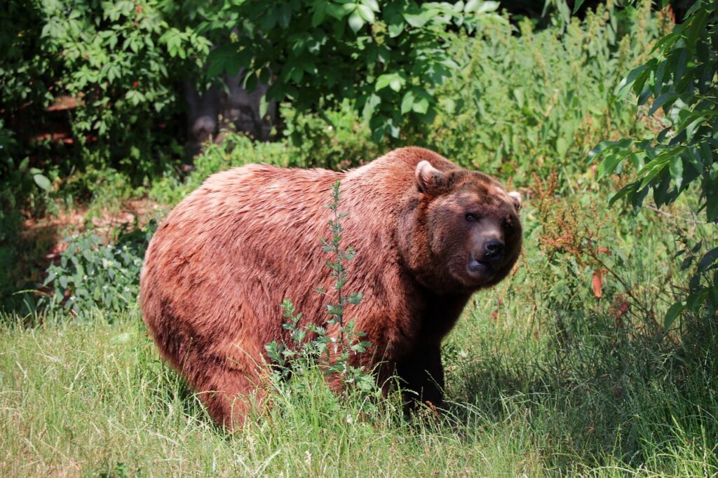Bär tötet Schafe in Tirol und Behörden warnen auch vor einer möglichen Gefahr in der Nähe der bayrischen Grenze.