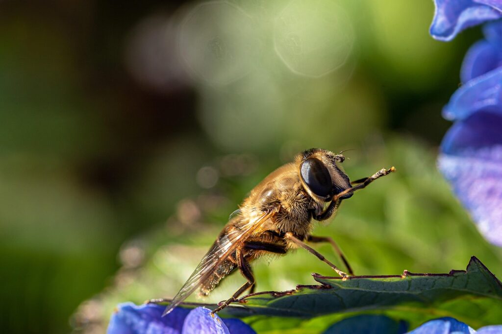 Die Bedeutung von Bienen für unser Leben ist riesig. Der Weltbienentag 2025 schafft daher Anreize dafür, sich für Bienen einzusetzen.