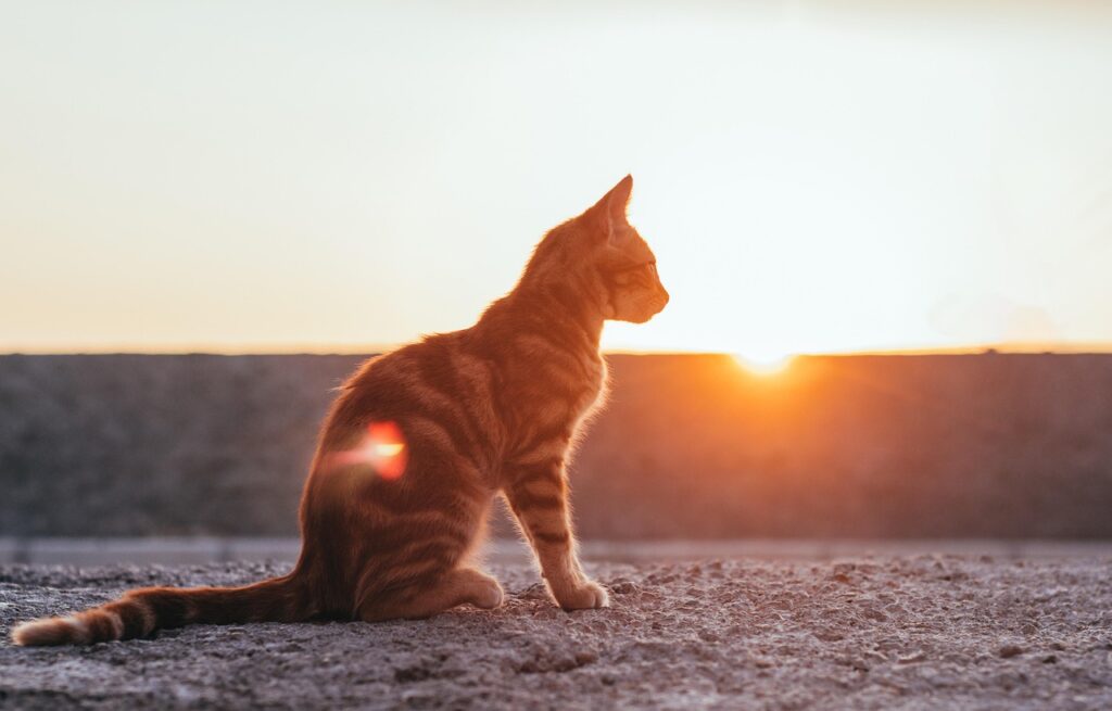 Hitzschlag Katze: Symptome erkennen und richtig handeln