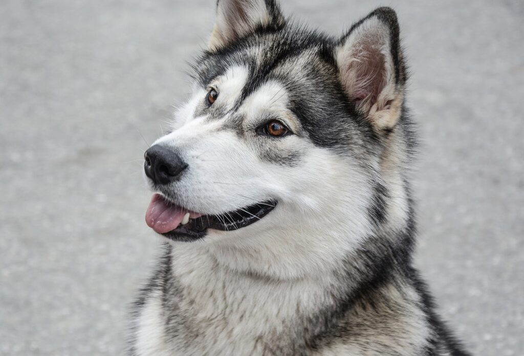 Der Alaskan Malamute ist ein großer, kräftiger Schlittenhund aus Alaska. Er ist bekannt für seine enorme Zugkraft und Ausdauer.