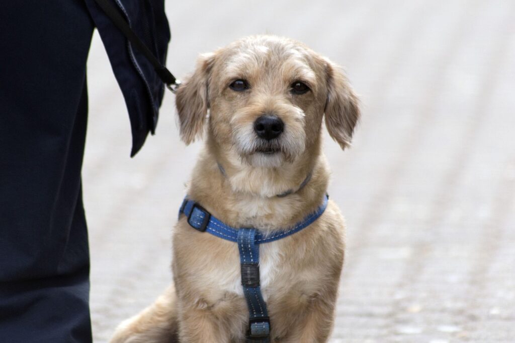 Hunde Weltrekord mit "Sitz" in Dortmund aufgestellt - 122 Besitzer brachten ihre Hunde mit dem Kommando gleichzeitig zum Sitzen.