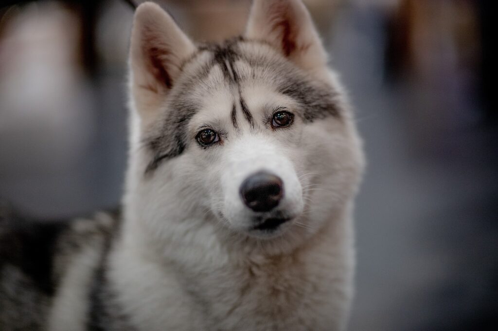 Manchmal kann ein Hund, der häufig oder dauerhaft den Kopf schief hält, damit auf gesundheitliche Probleme hinweisen.
