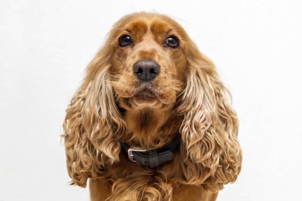 Der Cocker Spaniel zählt zu den beliebtesten Hunderassen weltweit. Die Rasse überzeugt durch Vielseitigkeit und Charme.