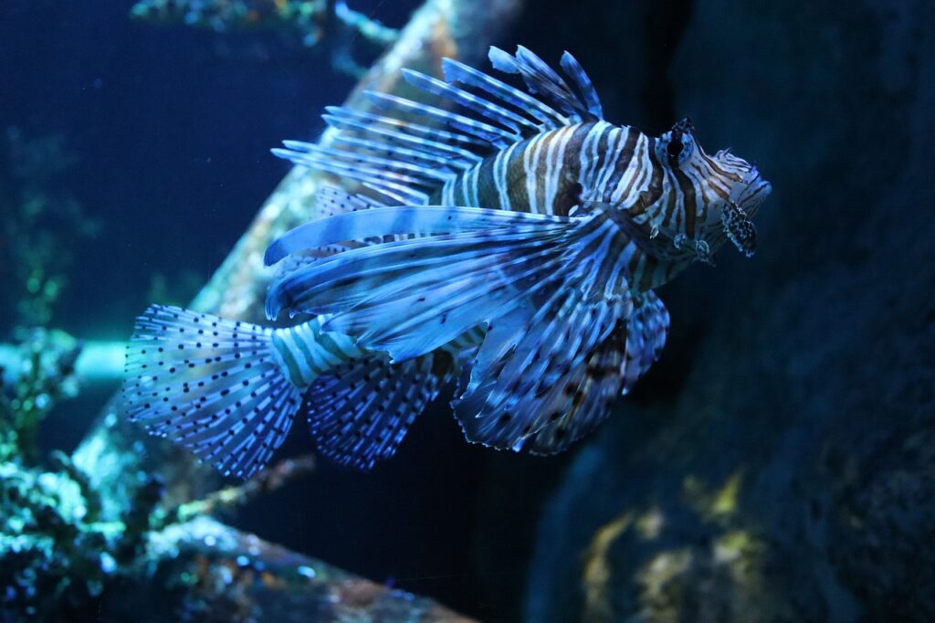 Der neue Aquarienrundgang im Meeresmuseum Stralsund zeigt 31 tropische Becken – ein beeindruckendes Erlebnis für Groß und Klein.