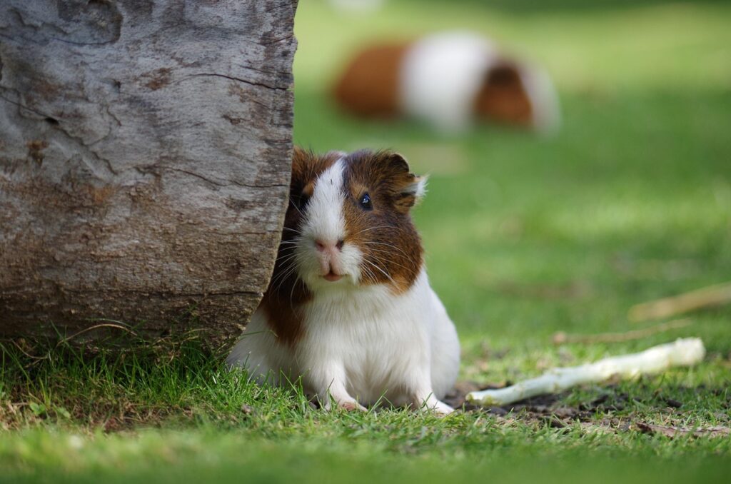 Blasensteine beim Meerschweinchen sind ein häufig unterschätztes Problem, das jedoch schwerwiegende gesundheitliche Folgen haben kann.