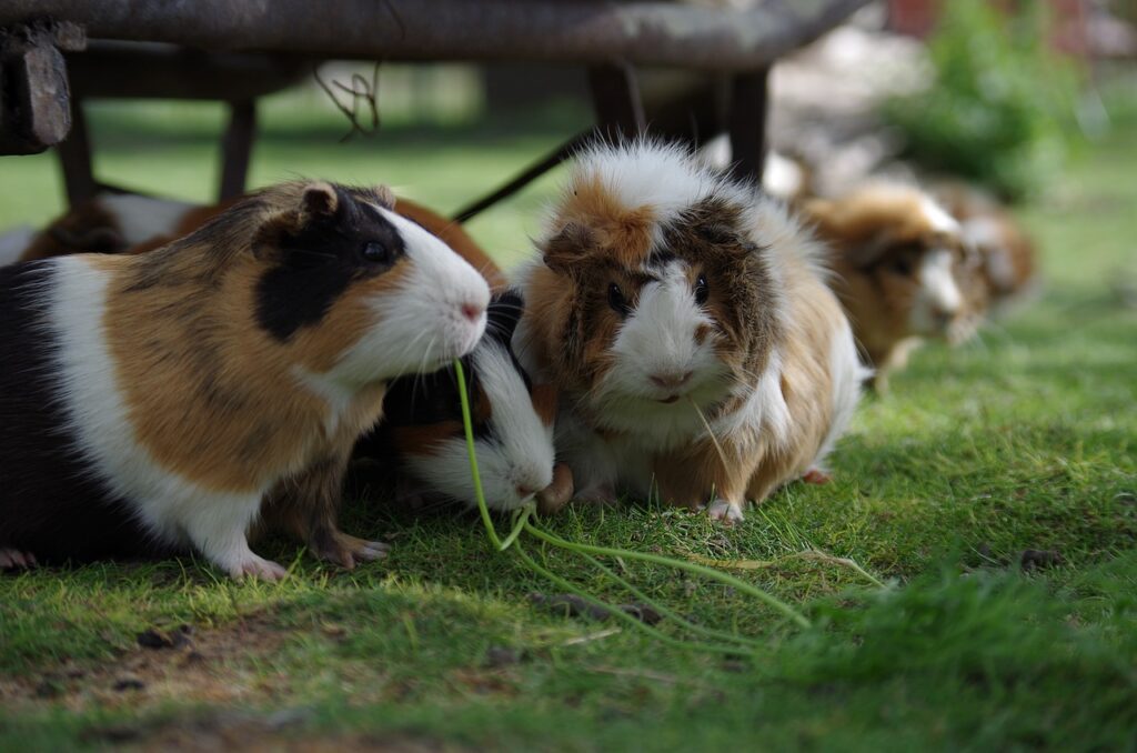 Hamster Auslauf gestalten