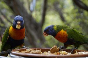 Vogelvoliere für draußen – erfahre hier, wie du sichere, artgerechte und optimal geschützte Außenvolieren professionell baust und pflegst.