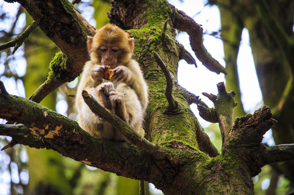 Schockierender Fall: Sechs Affenbabys in Unterhose am Flughafen in Kolumbien entdeckt – ein grausames Beispiel für illegalen Wildtierhandel.