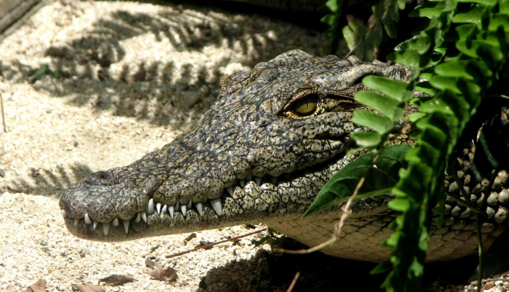 Alligator Morris, Hollywood-Filmstar aus Happy Gilmore, ist tot. Er stirbt mit über 80 Jahren. Unter anderem Adam Sandler nimmt Abschied.