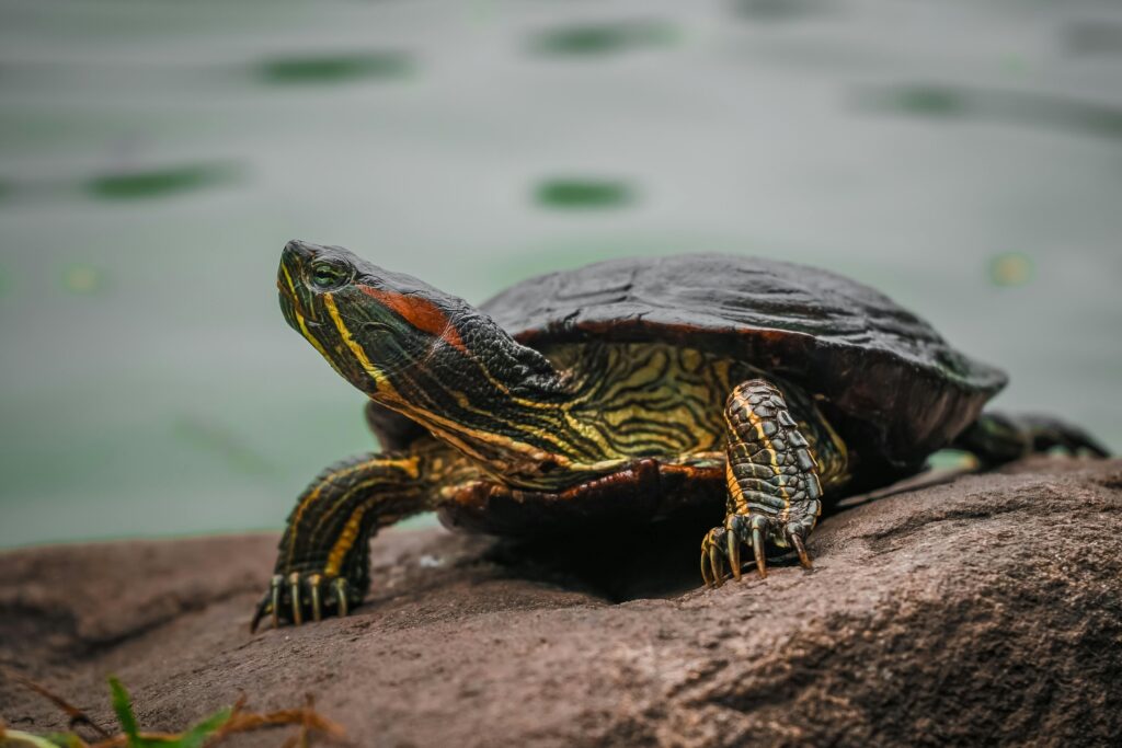 Wer eine Schildkröte verkaufen möchte, muss sich in Deutschland an einige wichtige rechtliche Vorgaben halten