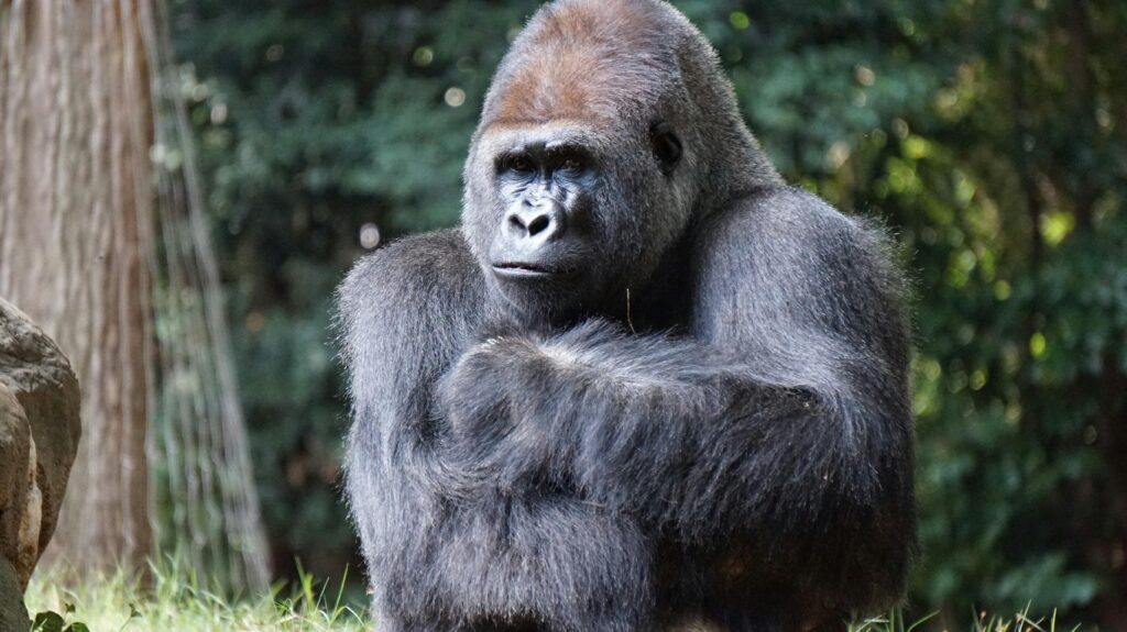 MrBeast löst mit einer hypothetischen Frage über den Kampf Mensch gegen Gorilla eine hitzige Debatte mit ethischer Dimension aus.