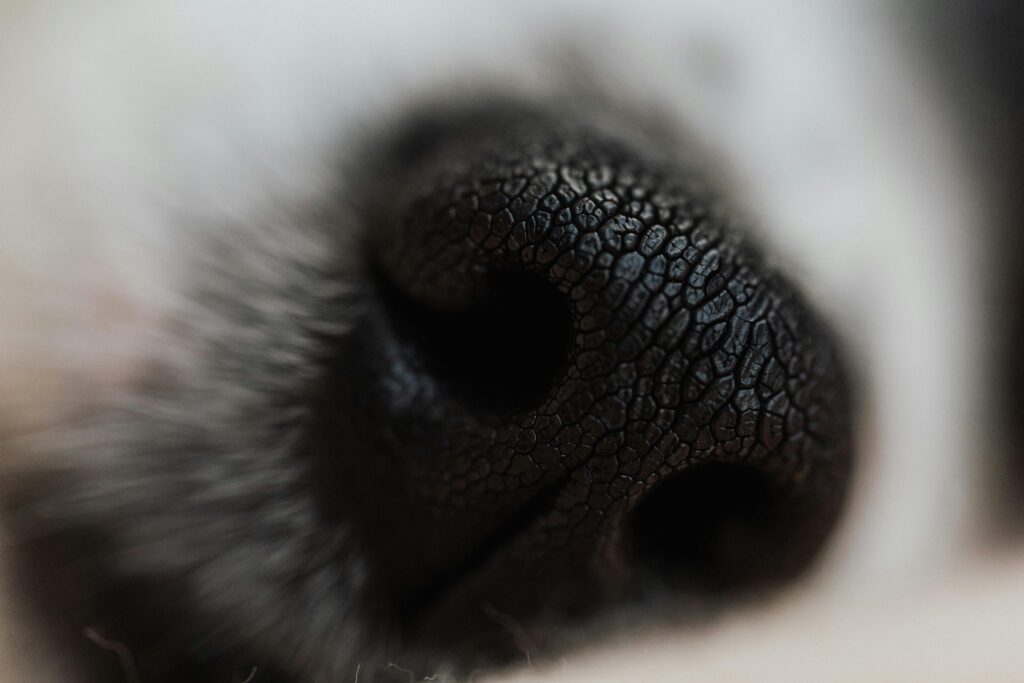 Hunde können Krankheiten riechen – von Krebs über Diabetes bis hin zu epileptischen Anfällen. Der Artikel erklärt, wie Spürhunde Krankheiten erschnüffeln, wie sie trainiert werden und welche wissenschaftlichen Erfolge und Zukunftsperspektiven es gibt.