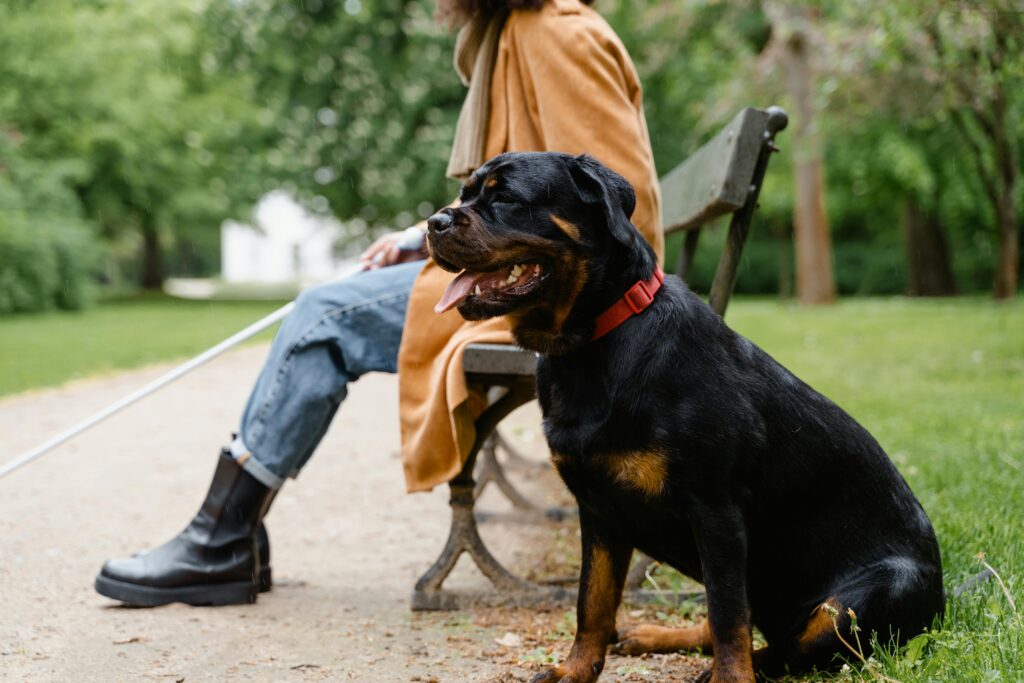 Blindenhunde sind gesetzlich geschützt und für viele sehbehinderte Menschen unverzichtbare Partner im Alltag.