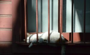 Weil ihre kranke Katze nicht behandelt wurde, wurde eine Frau wegen Tierquälerei zu einer Geldstrafe von 2.800 Euro verurteilt.